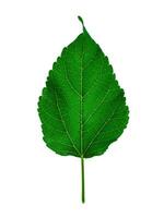 Close up leaf on white background. photo