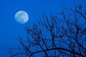 Silhouette of Dead tree with sky background. photo