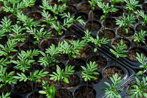 Seedlings of Marigold photo