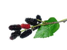 mulberry fruit with leaf photo