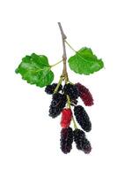 mulberry fruit with leaf photo