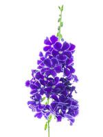 Duranta erecta flower on white background. photo