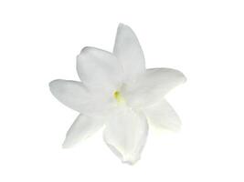 Close up of jasmine flower. photo