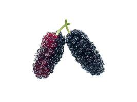 mulberry fruit with leaf photo