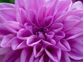 Close up of dahlia flower. photo