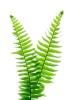 Close up fern leaf on white background. photo