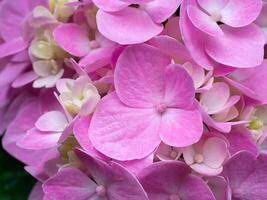 Close up Hydrangea flower photo