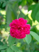 pink damask rose photo