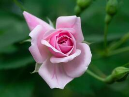 rosado de damasco Rosa flor. foto