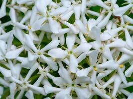 Close up of Siamese white ixora flower. photo