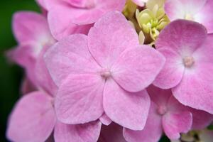 cerrar flor de hortensia foto