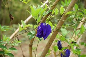 Blue Pea or Butterfly Pea. photo