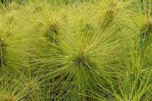 spinifex litoral césped foto