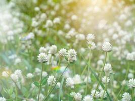 Close up of Gomphrena weed flower photo