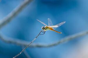 Dragonfly on branch photo