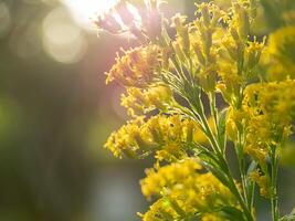 Solidago canadensis flower photo