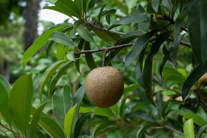 manilkara zapota Fruta foto