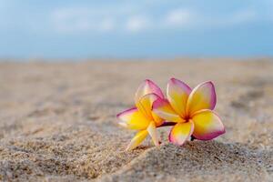 amarillo y rosado frangipani flor foto