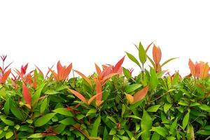 australiano Rosa manzana, cepillo cereza, Arroyo lirio pilla o Arroyo ceniza satinada árbol foto