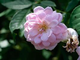 pink of Damask Rose flower. photo