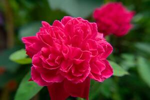 pink damask rose photo