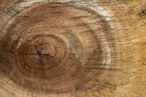 Texture of wood. photo