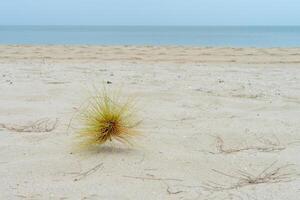 spinifex litoral césped foto