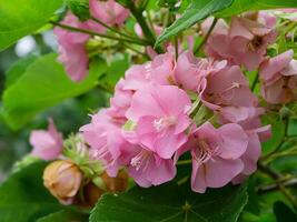 cerca arriba de rosado dombeya flor foto