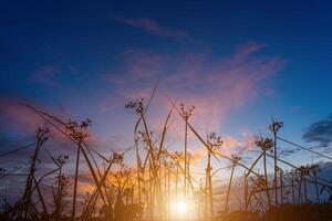 Silhouette grass leaves photo