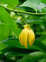 fragrant flowers of climbing ylang-ylang photo