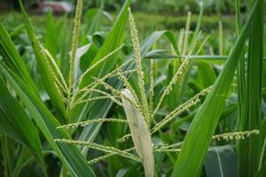 Flowers of corn in corn fields photo