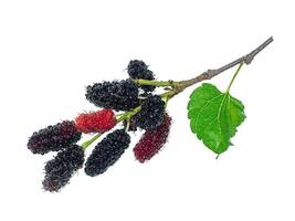 mulberry fruit with leaf photo