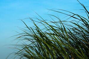 Silhouette grass leaves photo