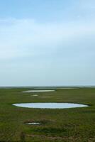 Drought of Lake Wetlands photo