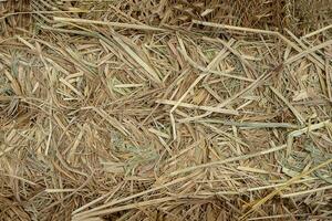 Dry rice straw to feed. photo