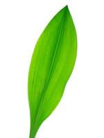 Queen lily leaf photo