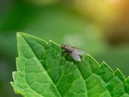 cerca arriba un mosca en verde hoja con luz de sol. foto