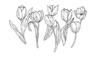 tulipán flor ilustración colocar. curvo hojas bulbo cabeza negro contorno gráfico dibujo. botánico florecer saludo tarjeta. tinta línea contorno silueta contorno vector
