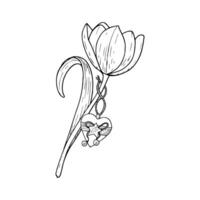 Tulip flower illustration heart tag. Curved leaf bulb head. Wooden rope bell hanging. Black outline graphic drawing. Botanical blossom greeting card. Ink line contour silhouette outline vector