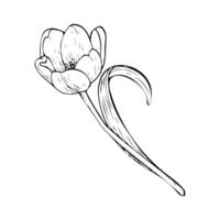 Tulip flower illustration. Curved leaf bulb open head black outline graphic drawing. Botanical blossom spring greeting card. Ink line contour silhouette outline vector