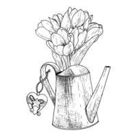 Watering can tulip flower illustration. Heart decoration metal. Curved gardening decoration water. Black outline graphic drawing. Ink line contour silhouette outline vector