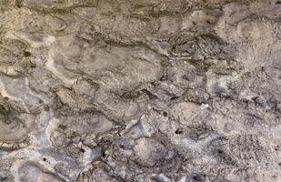 Foot mark on the jungle trail. Shoe prints on wet gravel or mud in mountain area photo