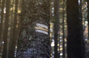 Walking trail background. Yellow and white forest path on brown tree trunk. Guide sign made with paint on hiking trail. Symbol points right way to go photo