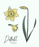 Botanical line art illustration of daffodil or narcissus flowers for wedding invitation and cards, logo design, web, social media and poster, template, advertisement, beauty and cosmetic industry. vector