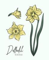 Botanical line art illustration of daffodil or narcissus flowers for wedding invitation and cards, logo design, web, social media and poster, template, advertisement, beauty and cosmetic industry. vector