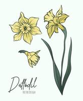 Botanical line art illustration of daffodil or narcissus flowers for wedding invitation and cards, logo design, web, social media and poster, template, advertisement, beauty and cosmetic industry. vector