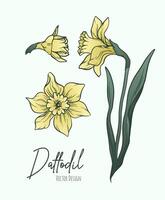 Botanical line art illustration of daffodil or narcissus flowers for wedding invitation and cards, logo design, web, social media and poster, template, advertisement, beauty and cosmetic industry. vector