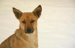 un perro callejero sin hogar. retrato de un triste perro naranja sobre un fondo nevado foto