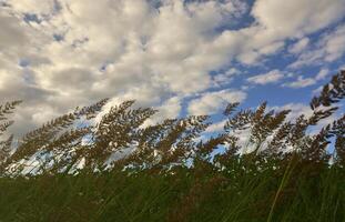 A lot of stems from green reeds grow from the river water under the cloudy blue sky. Unmatched reeds with long stems photo