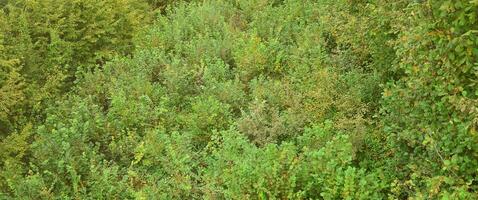 Texture of a mountain forest with many green trees. View from high photo